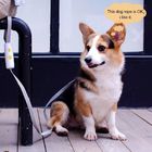 Buckle Handle Adjustable Dog Leash , Elastic Dog Leash Easy to Secure Pup Anywhere